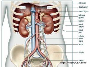 কিডনি রোগীর খাবার Food of kidney patient 3 কিডনি রোগীর খাবার, Food of kidney patient (3)