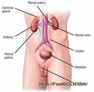 কিডনি রোগীর খাবার Food of kidney patient 4 কিডনি রোগীর খাবার, Food of kidney patient (4)