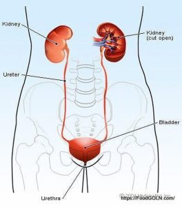 কিডনি রোগীর খাবার Food of kidney patient 5 কিডনি রোগীর খাবার, Food of kidney patient (5)