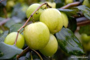 কুল, বরই বা বড়ই [Jujube , Chinese Date, Ziziphus Zizyphus]