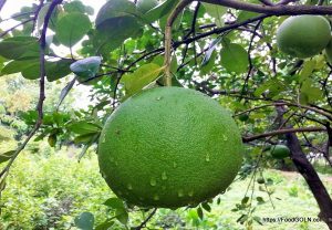 জাম্বুরা, বাতাবি লেবু, তুরুনজা [ Pomelo, Pummelo, Pommelo ]
