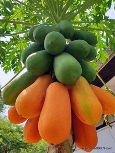 পাকা পেঁপে [ Ripe Papaya ]