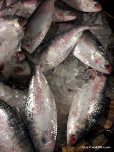 রাজশাহীর বাজারে ইলিশ Ilish Fish of Bangladesh রাজশাহীর বাজারে ইলিশ, Ilish, Fish_of_Bangladesh