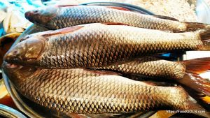রুই মাছ Labeo rohita 5 রুই মাছ, Labeo rohita 5