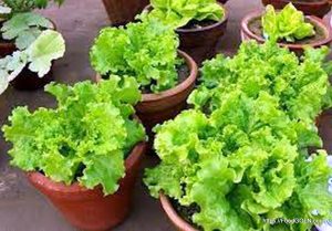 লেটুস [ Lettuce ]
