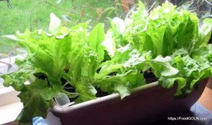 লেটুস [ Lettuce ]