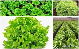 লেটুস [ Lettuce ]
