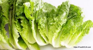 লেটুস [ Lettuce ]