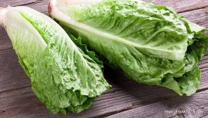 লেটুস [ Lettuce ]