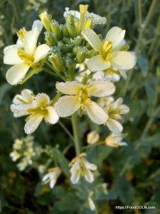 শিশির ভেজা সাদা ফুল Mustard সরিষা Cruciferae Brassica napus শিশির ভেজা সাদা ফুল - Mustard, সরিষা, Cruciferae, Brassica napus