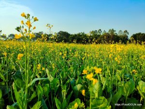 সরিষা ক্ষেত Mustard সরিষা Cruciferae Brassica napus সরিষা ক্ষেত - Mustard, সরিষা, Cruciferae, Brassica napus