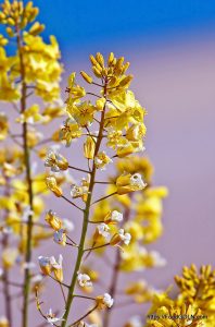 সরিষার ফুল Mustard সরিষা Cruciferae Brassica napus 3 সরিষার ফুল - Mustard, সরিষা, Cruciferae, Brassica napus 3