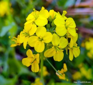 সরিষার ফুল Mustard সরিষা Cruciferae Brassica napus সরিষার ফুল - Mustard, সরিষা, Cruciferae, Brassica napus