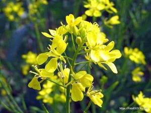 সরিষার হলুদ ফুল Mustard সরিষা Cruciferae Brassica napus সরিষার হলুদ ফুল - Mustard, সরিষা, Cruciferae, Brassica napus