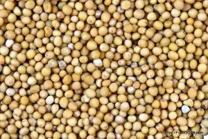 হলুদ সরিষার দানা Mustard সরিষা Cruciferae Brassica napus হলুদ সরিষার দানা - Mustard, সরিষা, Cruciferae, Brassica napus